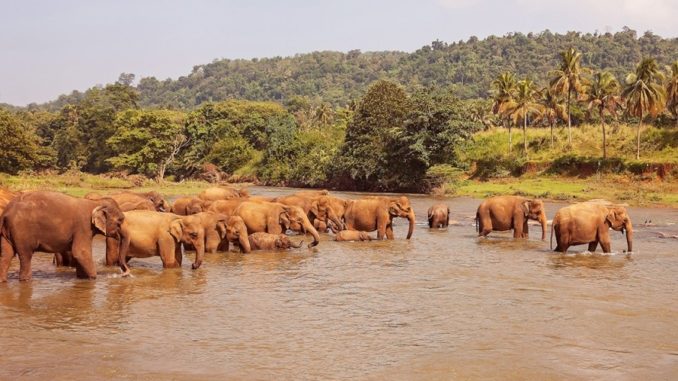 Sri-Lanka-elephants-The-Global-Scavenger-Hunt